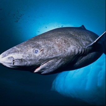 Desmienten que hayan encontrado al tiburón más viejo del mundo