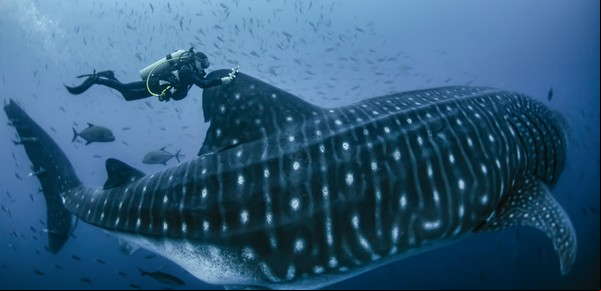 El misterio que no pueden descifrar de los tiburones ballena, el pez más grande del planeta