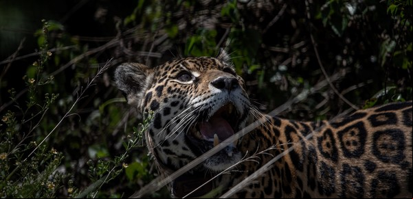 Cómo reintroducen los jaguares en el Parque Nacional Iberá