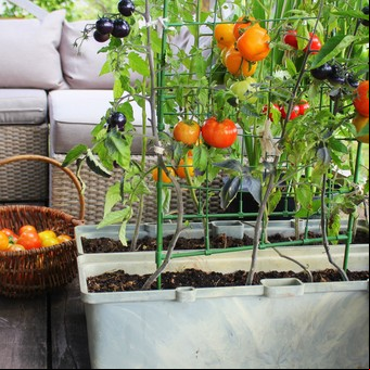Cómo cultivar tomates en casa y lograr una cosecha rápida