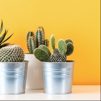 ¿Cómo recuperar una planta por exceso de agua?