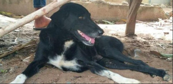 Ping pong, el perro héroe que encontró un bebé que había sido enterrado por su madre
