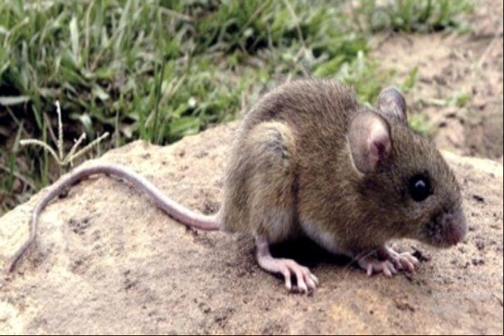 El ratón colilargo, señalado como principal transmisor del hantavirus.
