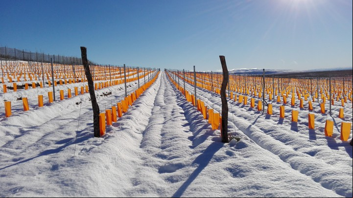 Los viñedos de Bodega Otronia, casi en el límite con Santa Cruz, son los más australes del país. Foto: Otronia.