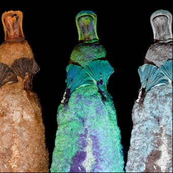 Los ornitorrincos brillan bajo la luz negra (y no tenemos idea de por qué pasa)