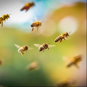Revelan que las abejas resuelven ecuaciones matemáticas sin usar números