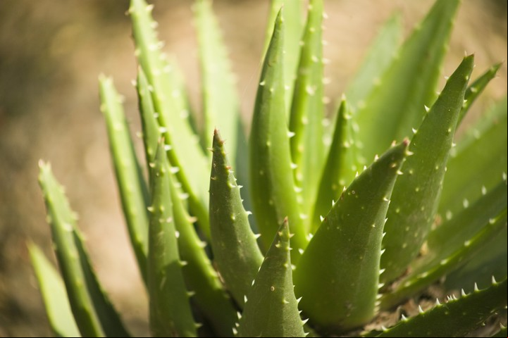 El gel que contiene la planta de aloe vera o sábila sería curativo Crédito afp.