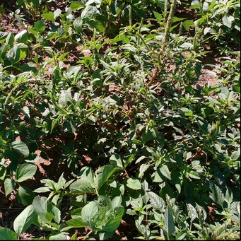 Aplicó 2,5 litros de glifosato y un litro de imazetapir para controlar el yuyo colorado en V3/V4 y sembró soja: ¿Es necesario un doble golpe  para controlar al lecherón?