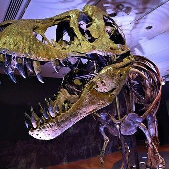 Cuántos millones de Tyrannosaurus rex habitaron la tierra: la cifra que no deja de sorprender