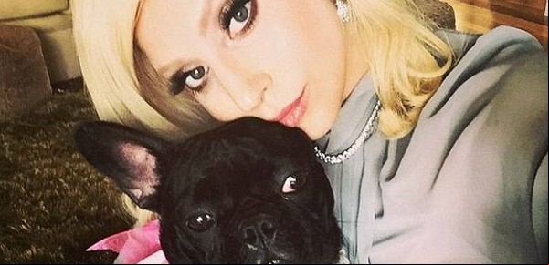 Por qué Lady Gaga no quiere pagar los 500 mil dólares que prometió por sus perros robados