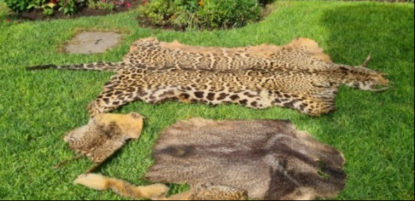 Cuero de yaguareté, piezas de marfil y un loro del Amazonas: un "botín" de fauna silvestre en pleno Villa del Parque