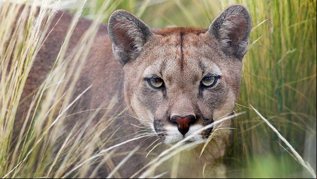 Un puma: este tipo de animales habita en las zonas menos exploradas de Ansenuza. Foto Pablo Rodríguez Merkel.