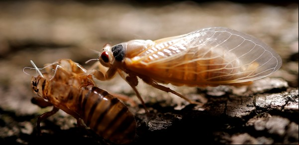 La pesadilla de las cigarras: billones de criaturas ruidosas emergen de la tierra en Estados Unidos después de 17 años