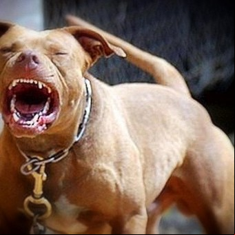 Condenaron a ocho años de cárcel al dueño de un pitbull que mató a una nena en Corrientes