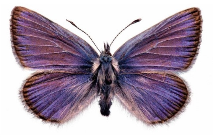 Este es el primer insecto extinguido por la mano del hombre, hace 93 años en EE.UU. (Twitter).