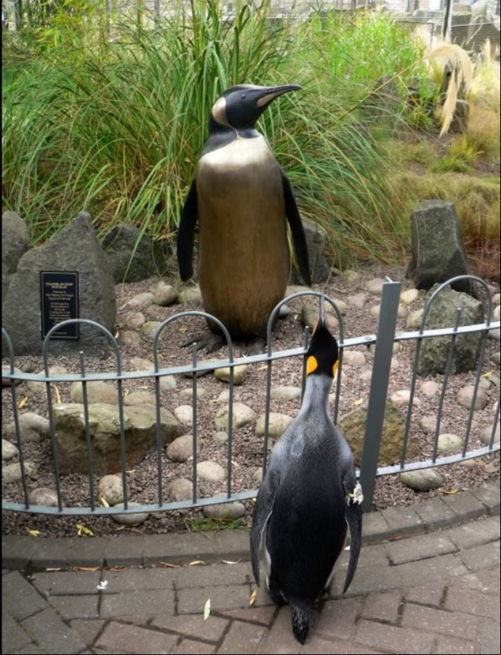 Sir Nils Olav delante de su estatua.