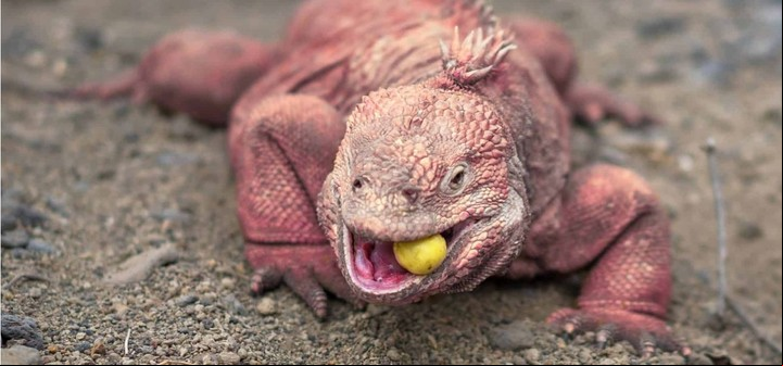 Habita sólo en un área de 25 km2, a 1.660 metros de altura (deiguana.com).