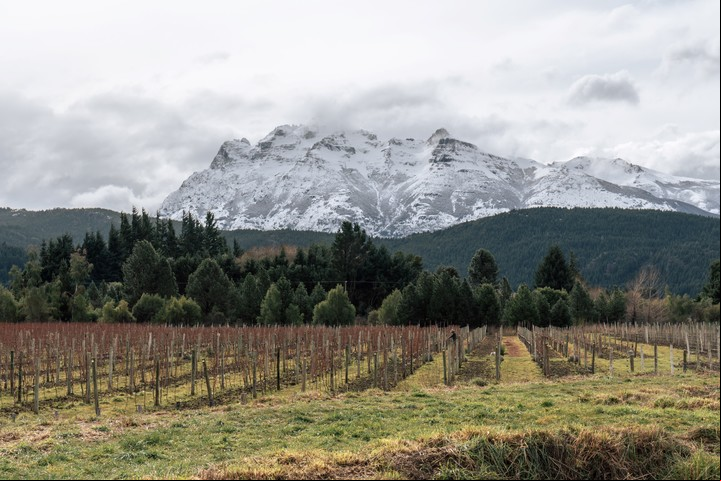 Casa Yagüe espera lanzar su primer espumante a finales de 2021. Foto Nicolás Sirerol.