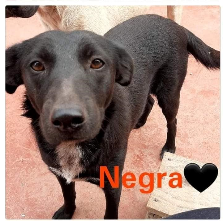 La imagen de la perra asesinada, que difundieron organizaciones que luchan contra el maltrato animal