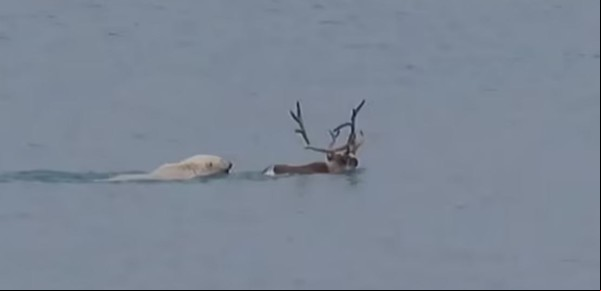Video: un oso polar persiguió a un reno en el agua, lo alcanzó y se lo devoró