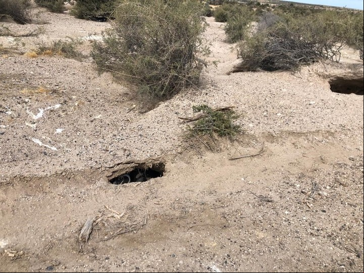 Se estima que quien generó los daños quería hacer un camino con salida a la costa. Foto: Pablo Borboroglu.