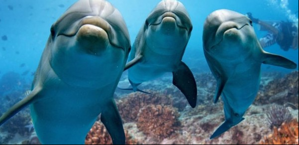 Guerra en Ucrania: Rusia despliega delfines para defender su base naval del Mar Negro