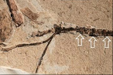 Hallan en China un brote floral de 164 millones de años que resolvería un misterio de Darwin