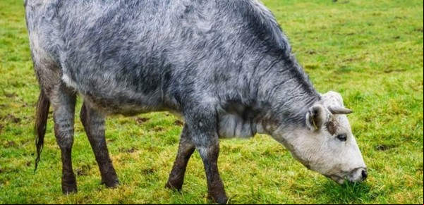 Las increíbles vacas azules que en 20 años se han salvado de la extinción