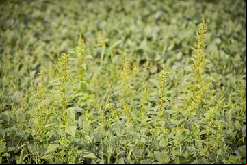 Alerta roja para los productores: una nueva maleza presenta resistencia múltiple a herbicidas