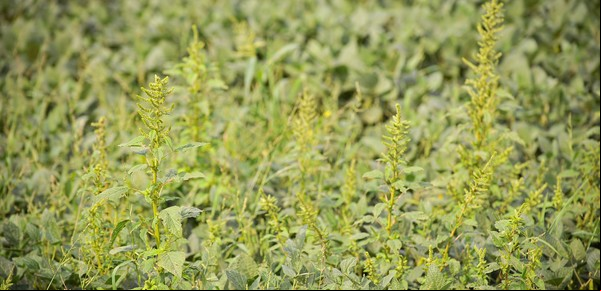 Alerta roja para los productores: una nueva maleza presenta resistencia múltiple a herbicidas