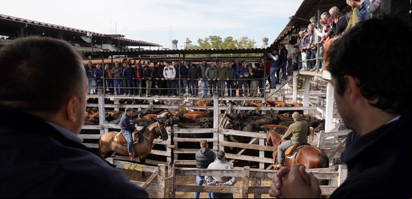 Mercado de Liniers: el eslabón fundamental en la historia ganadera nacional