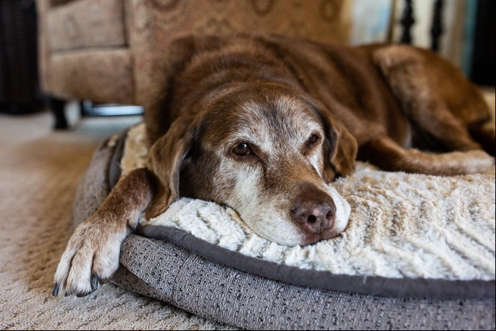 Multiplicar la edad del perro por siete no es un método preciso para calcular su vejez. Foto: Shutterstock.