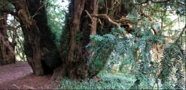 Un misterioso árbol cumplió 3.000 años y cambió de sexo