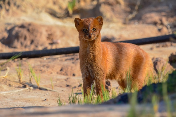 Felino. Un yaguarundí en Ansenuza. Foto Ezequiel Vivas