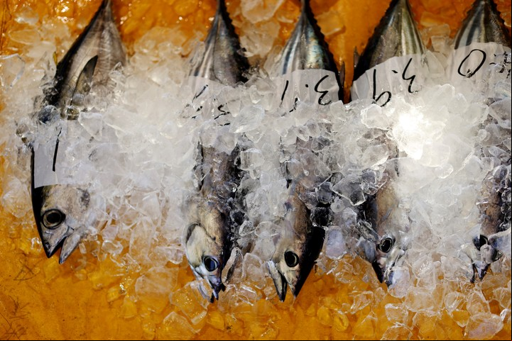 Katsuo, el pescado más usado para el sushi en Japón (REUTERS).