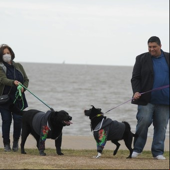 Tenencia de mascotas: fallo inédito de la Justicia para dos perros y sus amos divorciados
