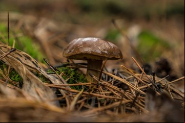 En los bosques llenos de minas, los ucranianos encuentran hongos y resiliencia