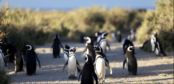 El biólogo y la fiscal: los dos personajes clave detrás de la condena histórica a un empresario por la matanza de pingüinos en Punta Tombo