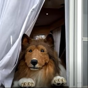 Gastó más de 15.000 dólares en un disfraz hiperrealista de perro: "Soñaba con ser uno algún día"