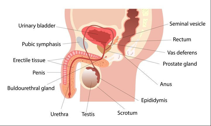 Gráfico del aparato reproductor masculino que muestra la ubicación de la próstata (Foto: ilustración Shutterstock)