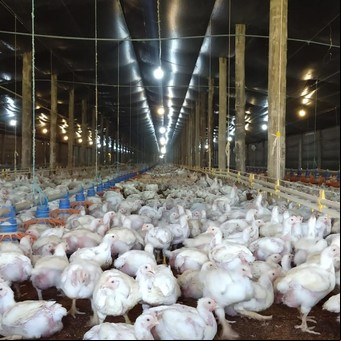 Alerta por un brote de gripe aviar en Brasil: China y la Unión Europea suspenden la compra de carne de pollo