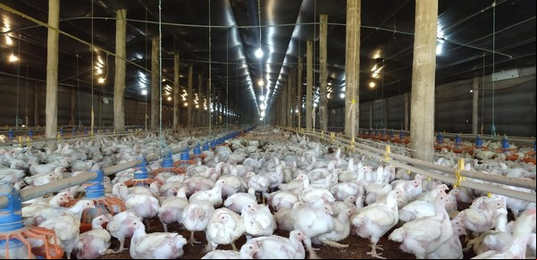 Alerta por un brote de gripe aviar en Brasil: China y la Unión Europea suspenden la compra de carne de pollo
