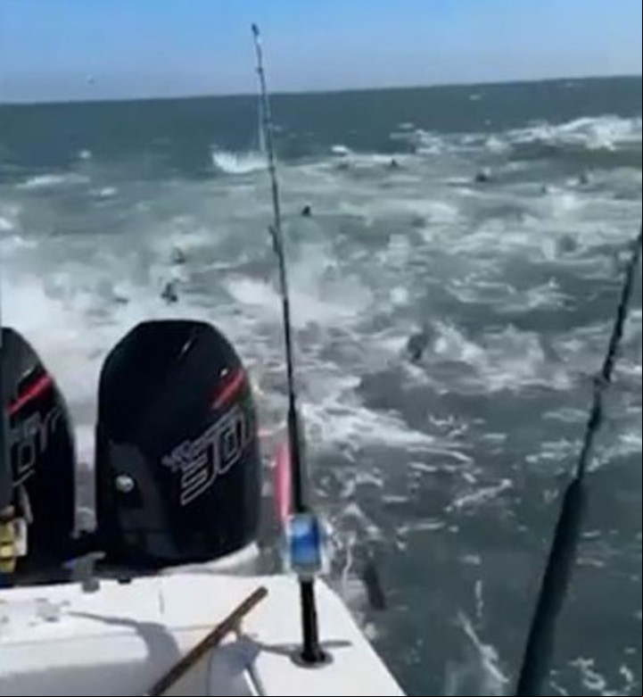 Desde el barco los pescadores filman a los tiburones hambrientos. Captura TikTok