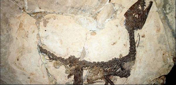 Reconstruyeron los órganos del pequeño Ciro, el primer dinosaurio italiano