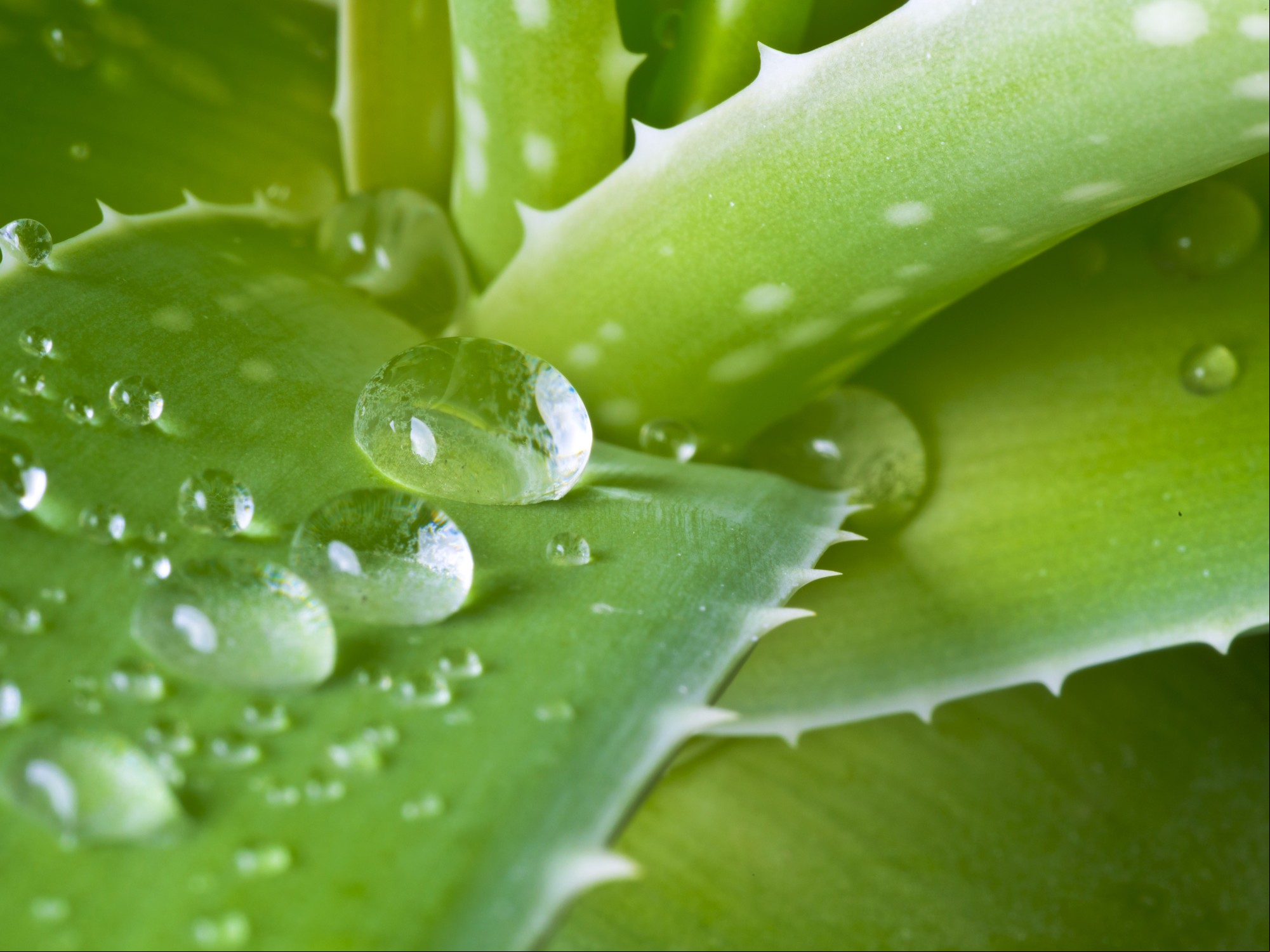 Jugo de aloe vera. Se realiza con el gel de dos hojas de la planta./ Foto: Shutterstock.