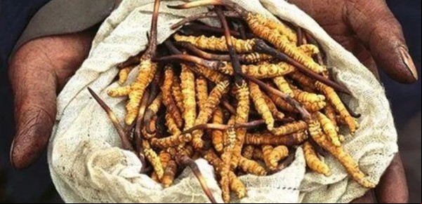 Recolectaban"viagra del Himalaya" y desaparecieron en Nepal