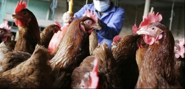 Suspenden las importaciones de pollo de Brasil tras un brote de gripe aviar