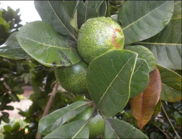 Árbol del lúcumo.
