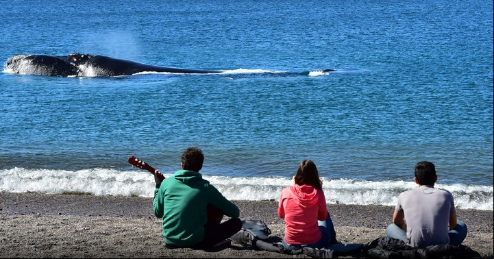 El Área Natural Protegida El Doradillo es uno de los sitios estratégicos para avistajes desde la playa. Foto Ente de Turismo Puerto Madryn