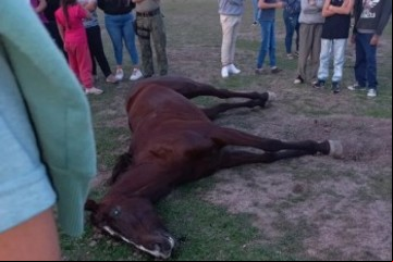 Cuatro detenidos por la muerte de dos yeguas en carreras cuadreras y la causa que investiga la Justicia